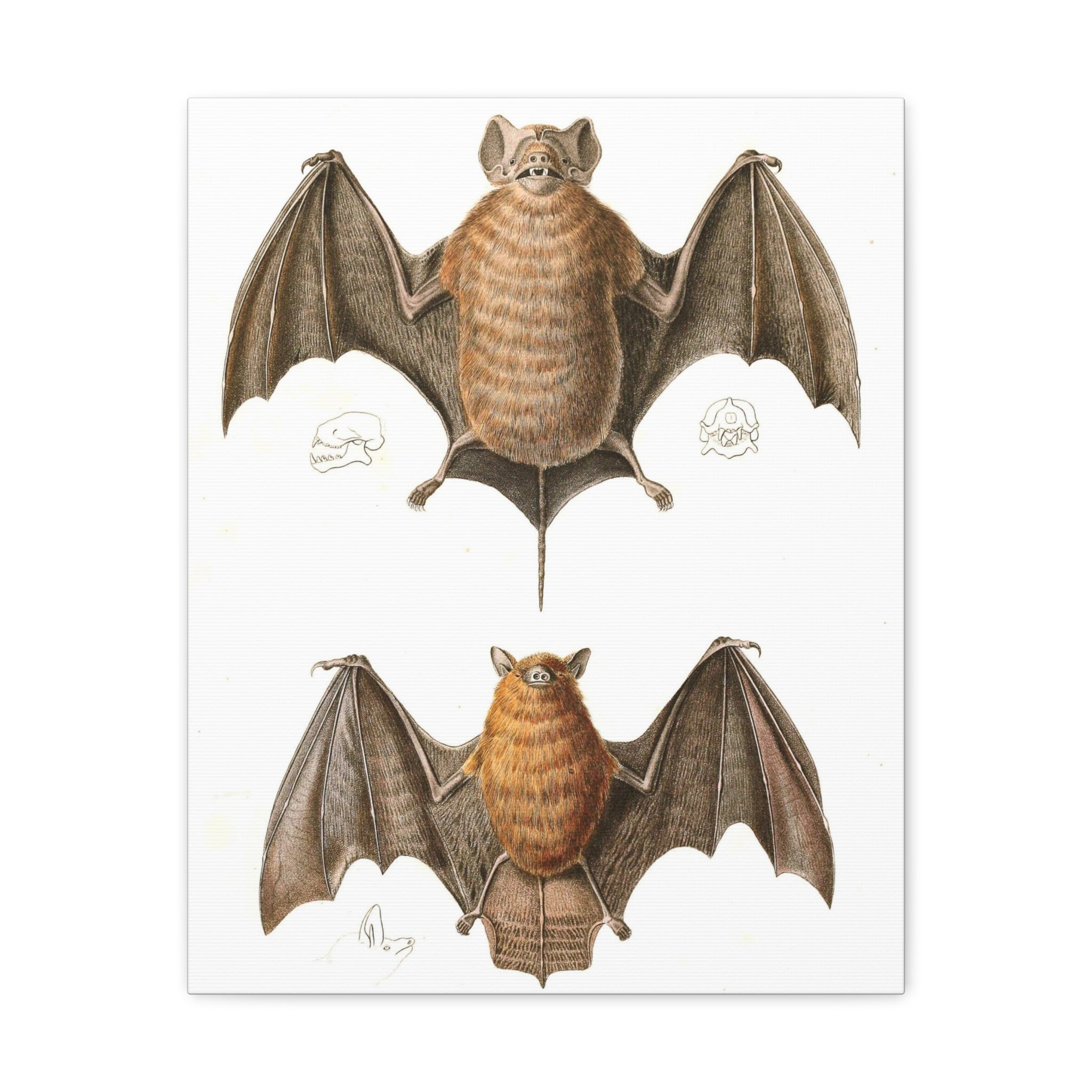 Free Tailed Bats Wall Art - Stunning Wildlife Illustration Canvas Print for Home & Office Decor - Perfect for Nature Lovers, Bat Enthusiasts, and Gothic Interior Design