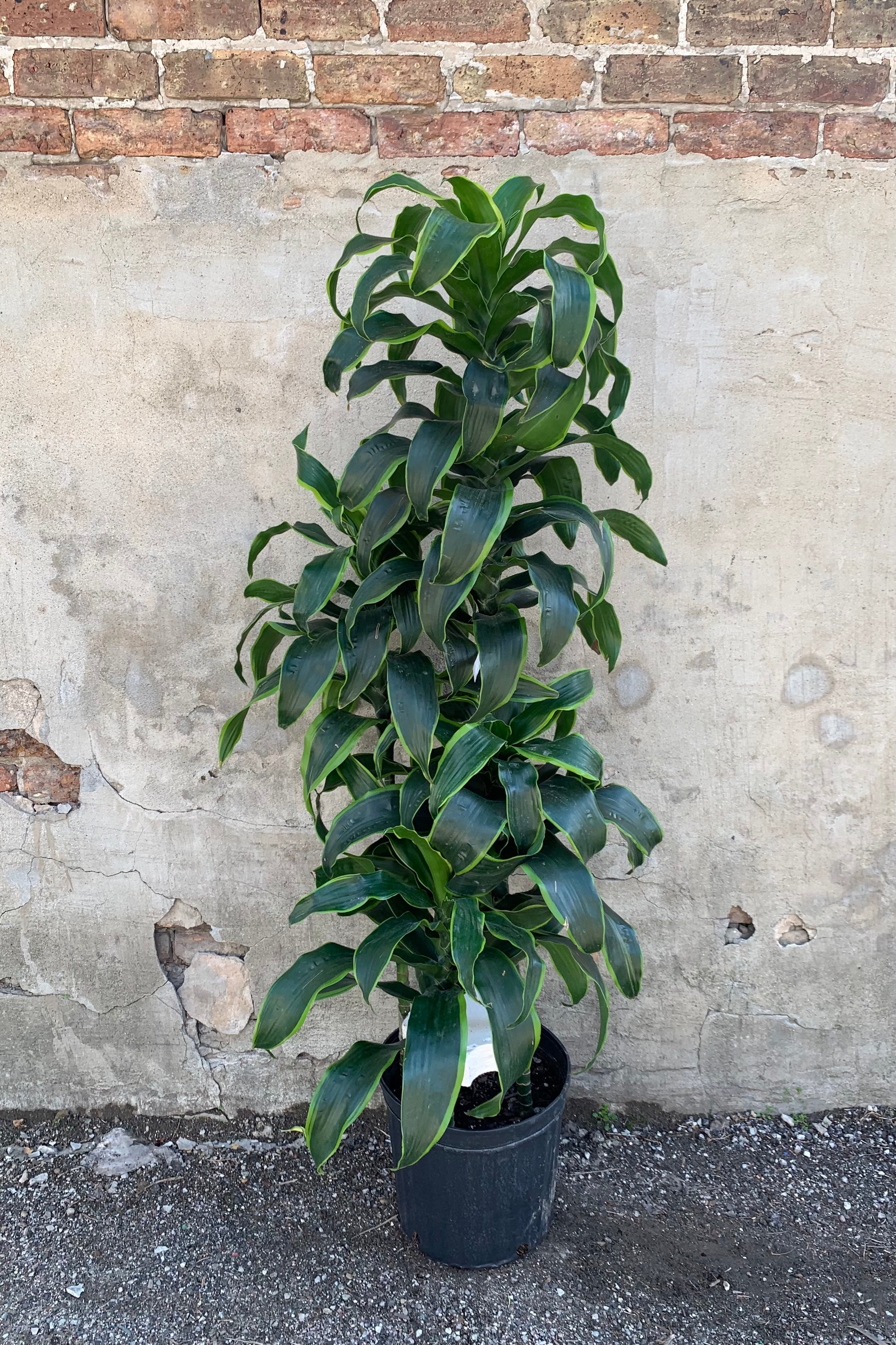 Dracaena Deremensis 'Dorado' Staggered Cane 12