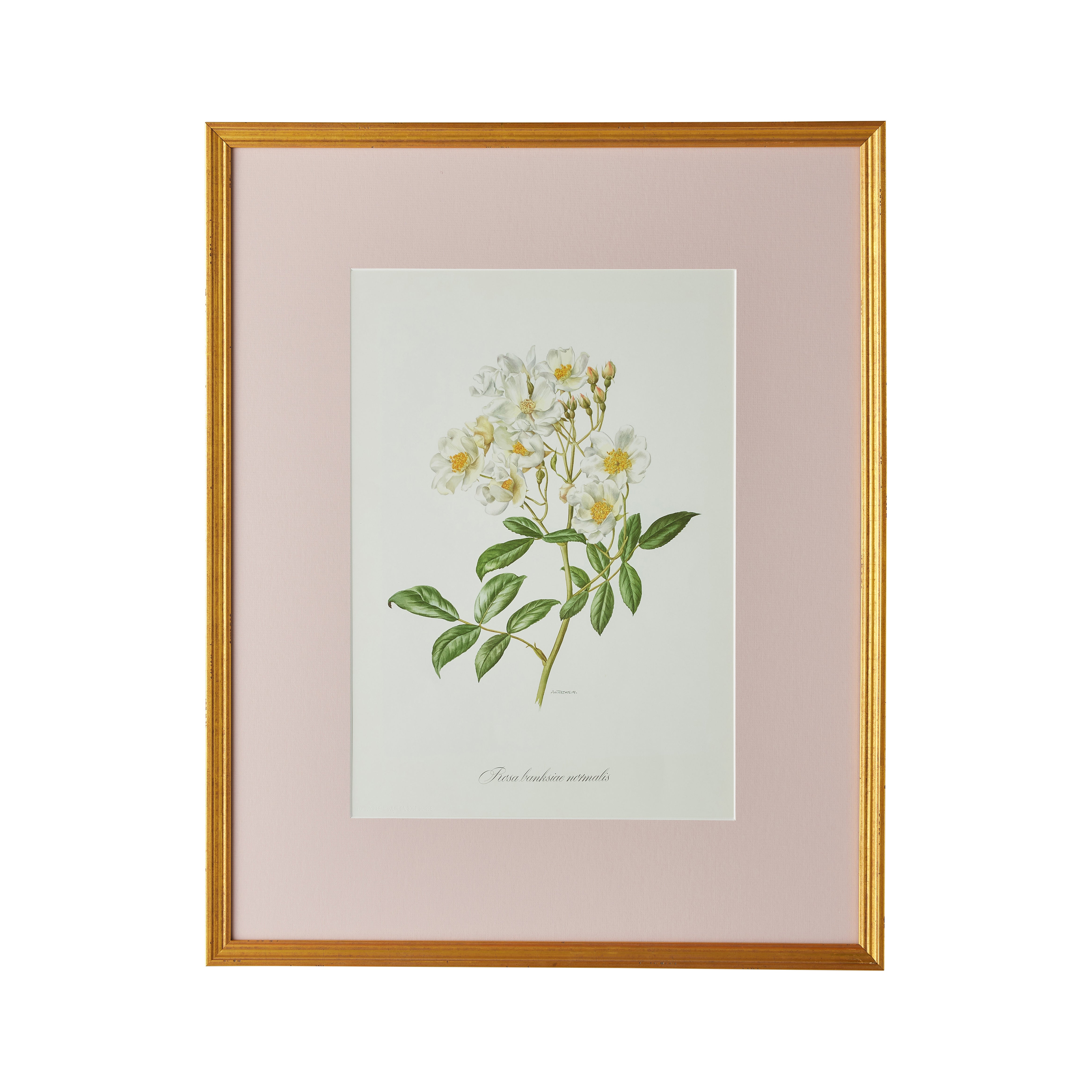 Alberic Barbier Artwork - Vintage French Botanical Prints & Wall Decor for Home, Office & Gallery - Perfect for Art Lovers & Interior Design