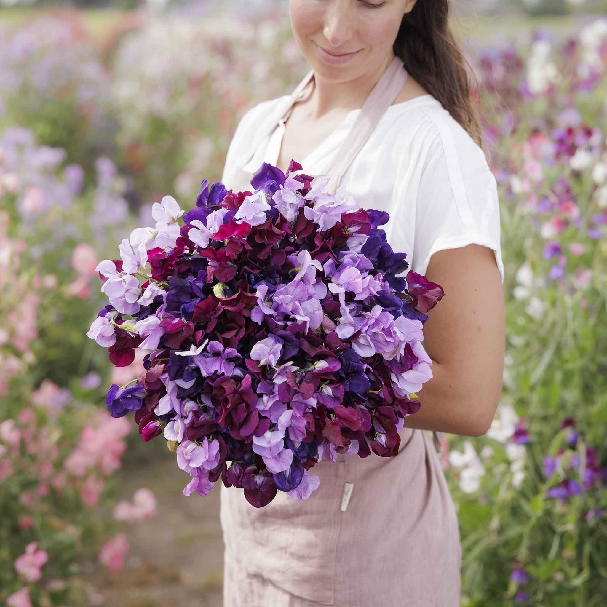 Eden Brothers Sweet Pea Seeds - Burgundy Mix Non-GMO Flower Seeds for Planting, 1/4 Pound | Low-Maintenance, Easy to Grow, Perfect for Warm Season Planting in USDA Zones 3-9 | Ideal for Garden Borders, Trellises, and Cut Flower Arrangements