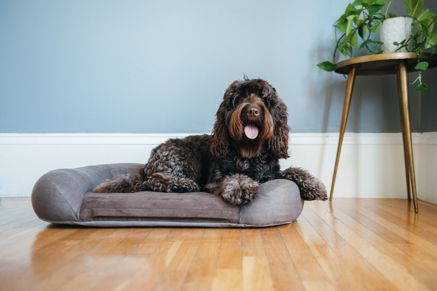 California Dreaming Memory Foam Dog Bed - Big Sur Brown Orthopedic Pet Bed for Large Dogs | Waterproof & Chew-Resistant | Perfect for Bedroom, Living Room & Kennel Use