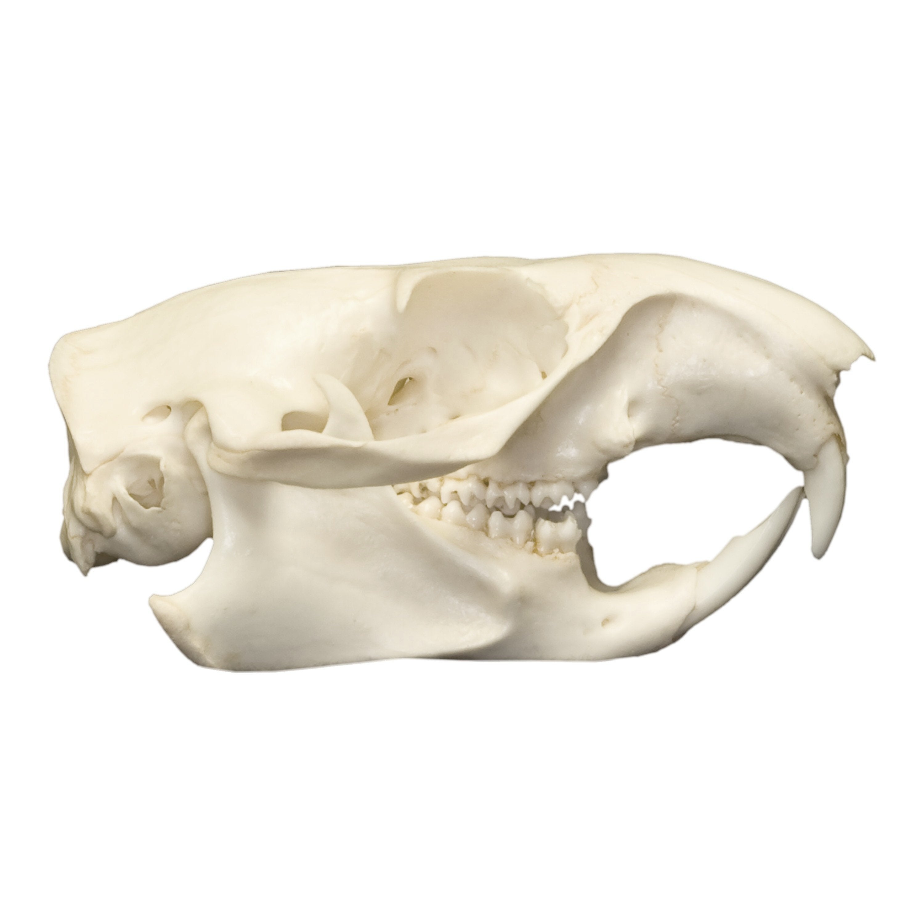 Authentic Real Woodchuck Skull - Genuine Groundhog Skull Specimen for Taxidermy, Biology Study & Oddity Collectors - Perfect for Halloween Decor, Gothic Display & Educational Use