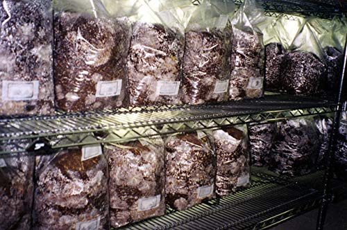 Premium 100% Soybean Hull Mushroom Substrate - 4 x 20lb Bags (80lbs Total) | Organic Mushroom Growing Medium for Oyster, Shiitake & Lion's Mane | Indoor/Outdoor Cultivation, Home Farming & Commercial Use