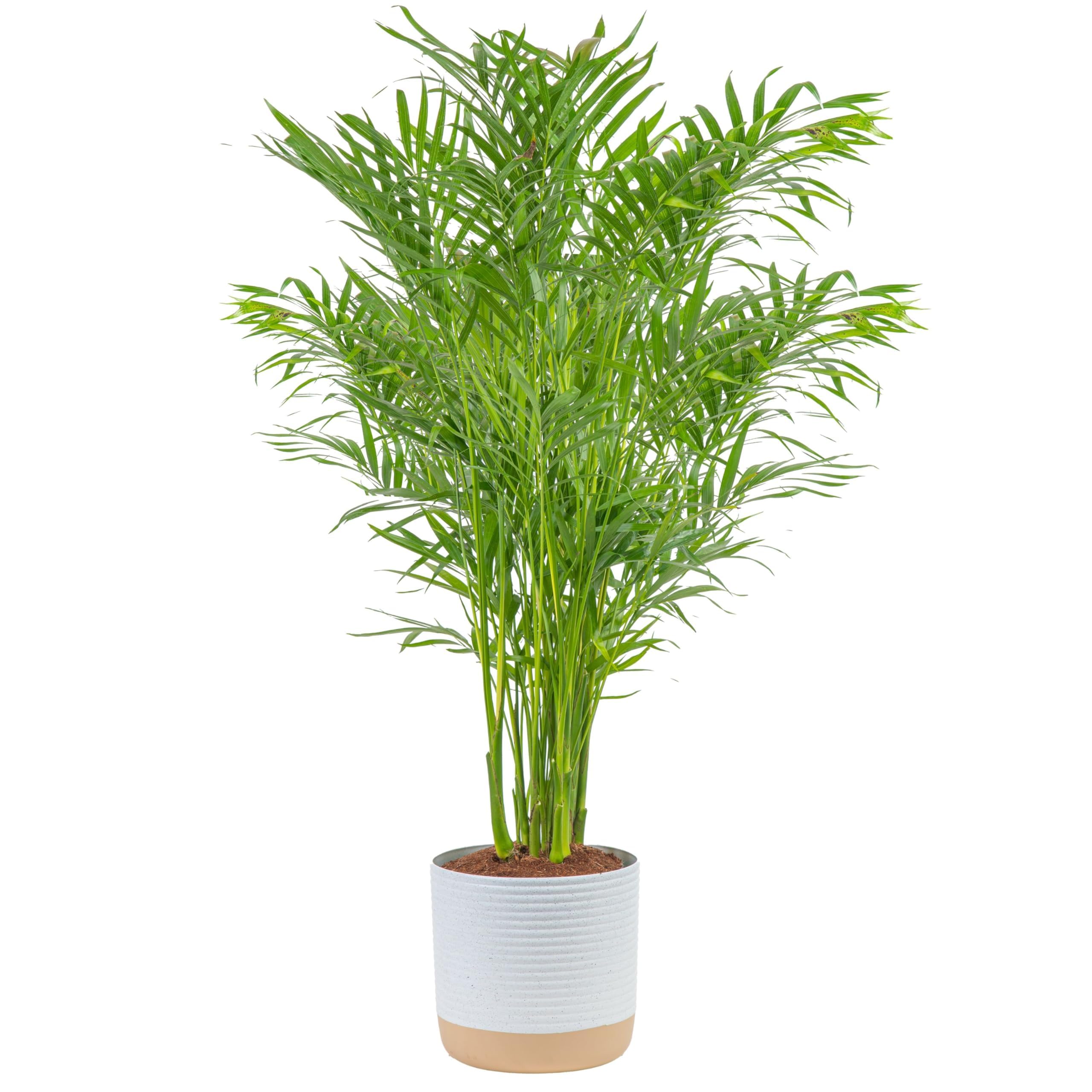 Costa Farms Live Cat Palm Indoor Houseplant in Decorative Pot - 3-4 Feet Tall, Perfect for Home Decor, Office Plants & Spring Gifting - Air-Purifying Floor Plant with Potting Soil for Living Room, Bedroom or Patio