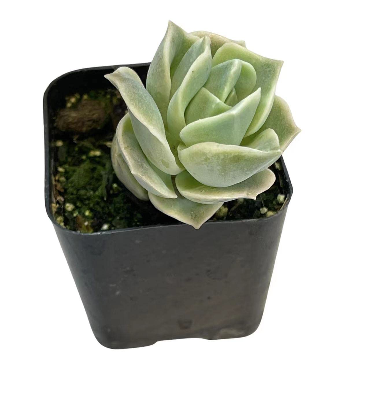 Live Succulent Cactus Plants - 2 Inch Pot - Lovely Rose Variety | Indoor Houseplant, Office Desk Decor, Gift for Plant Lovers