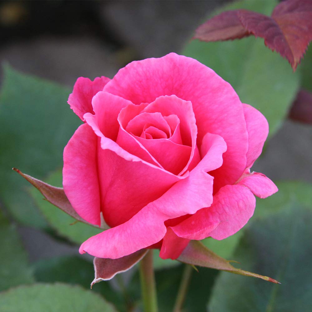 Heirloom Roses Electron® Pink Hybrid Tea Rose Bush - Live Outdoor Planting Rose Plant for Gardens, Landscaping & Gifting