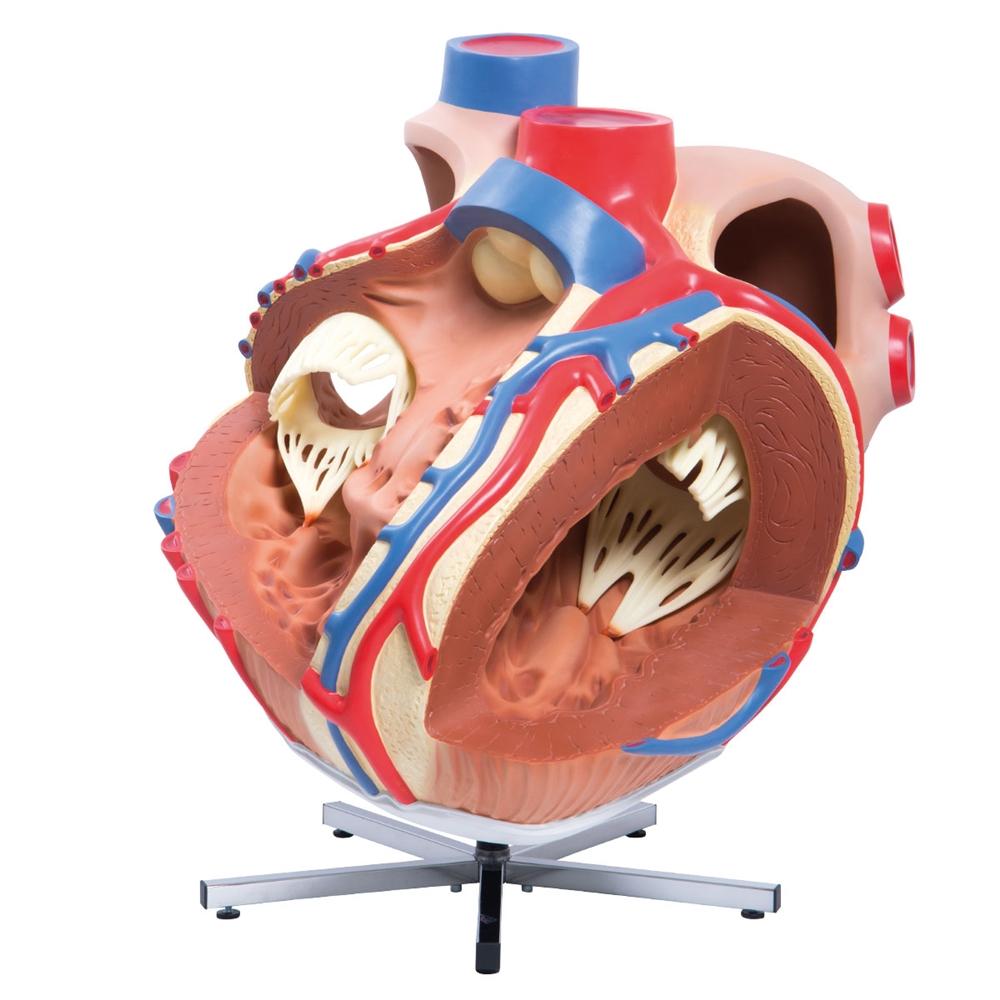 Giant Heart Model - 8X Life Size Human Heart Anatomy for Medical Education & Display | Perfect for Classrooms, Labs & Doctor Offices