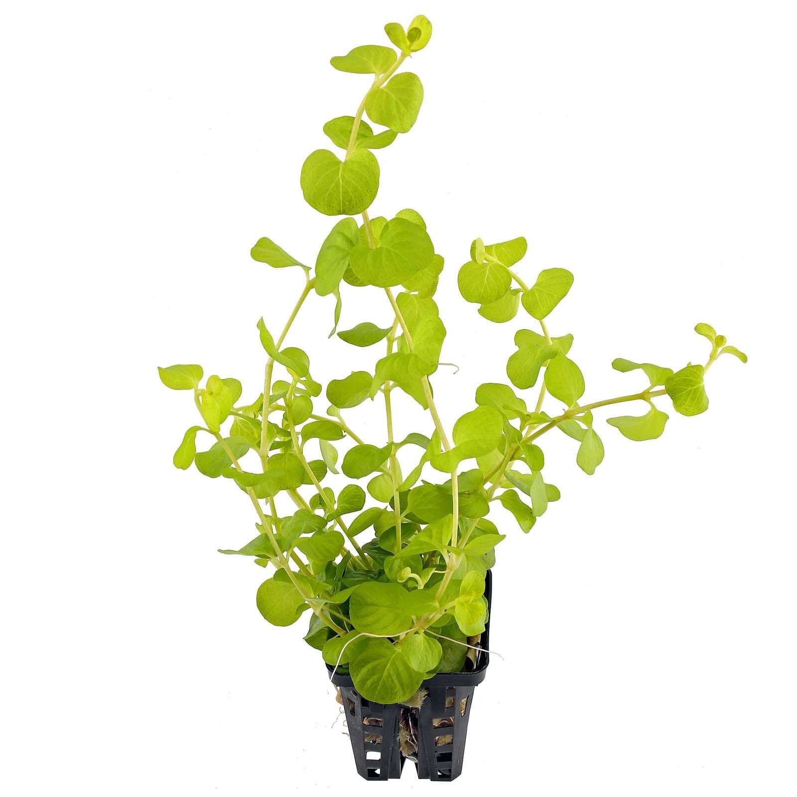 **Golden Creeping Jenny (Lysimachia nummularia 'Aurea') - Live Ground Cover Plant for Gardens, Landscaping & Containers - Perfect for Borders, Hanging Baskets & Water Features**