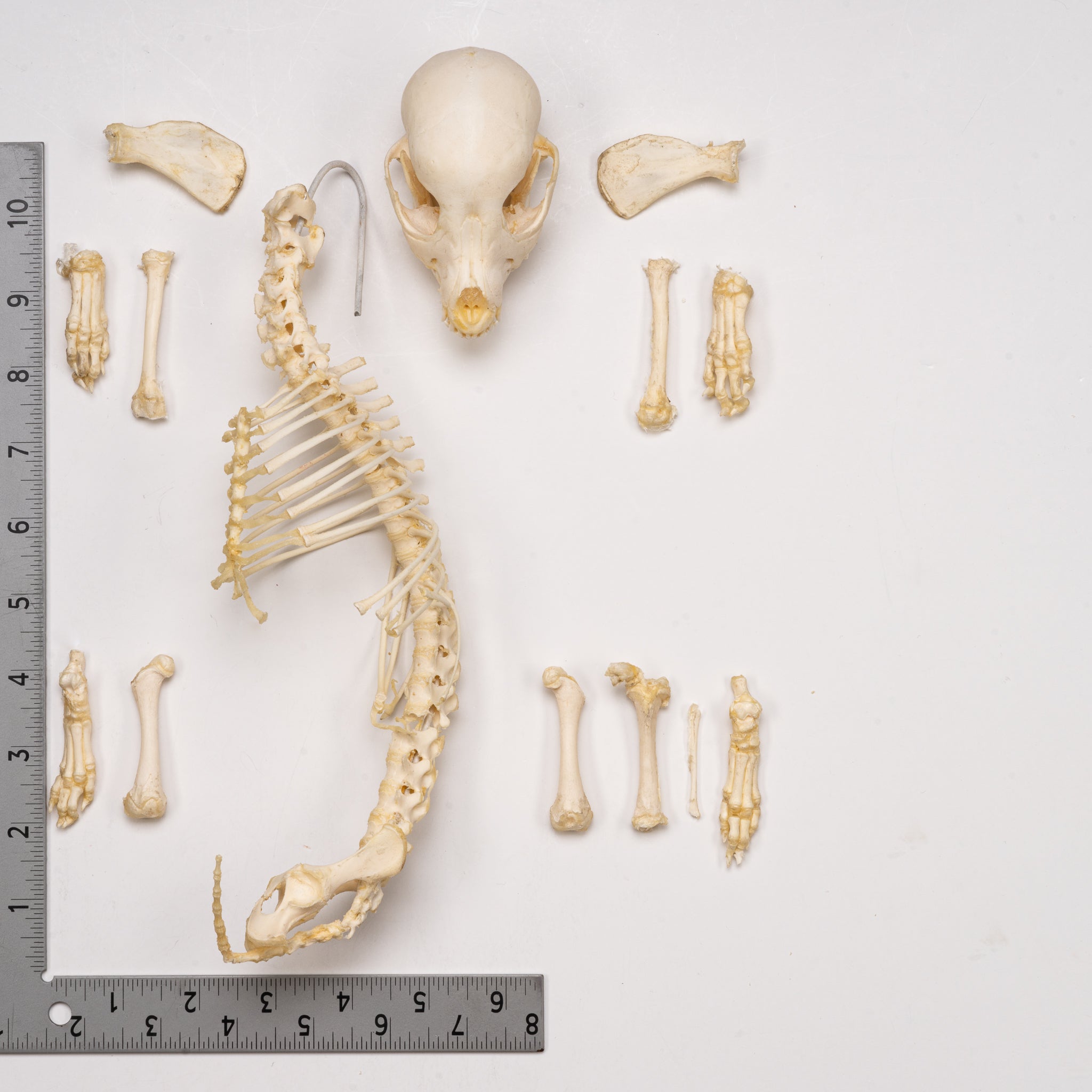 Real Domestic Dog Skeleton Partial - Authentic Canine Bone Specimen for Veterinary Study, Anatomy Education & Halloween Decor