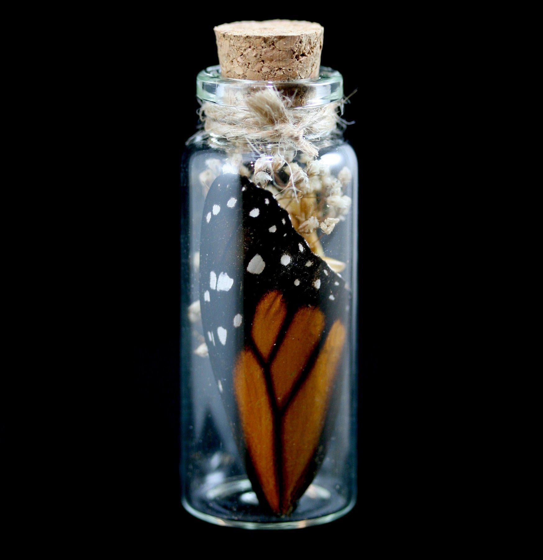 Butterfly Wing in Glass Bottle - Unique Decorative Collectible for Home, Office & Gift Giving - Perfect for Nature Lovers & Science Enthusiasts