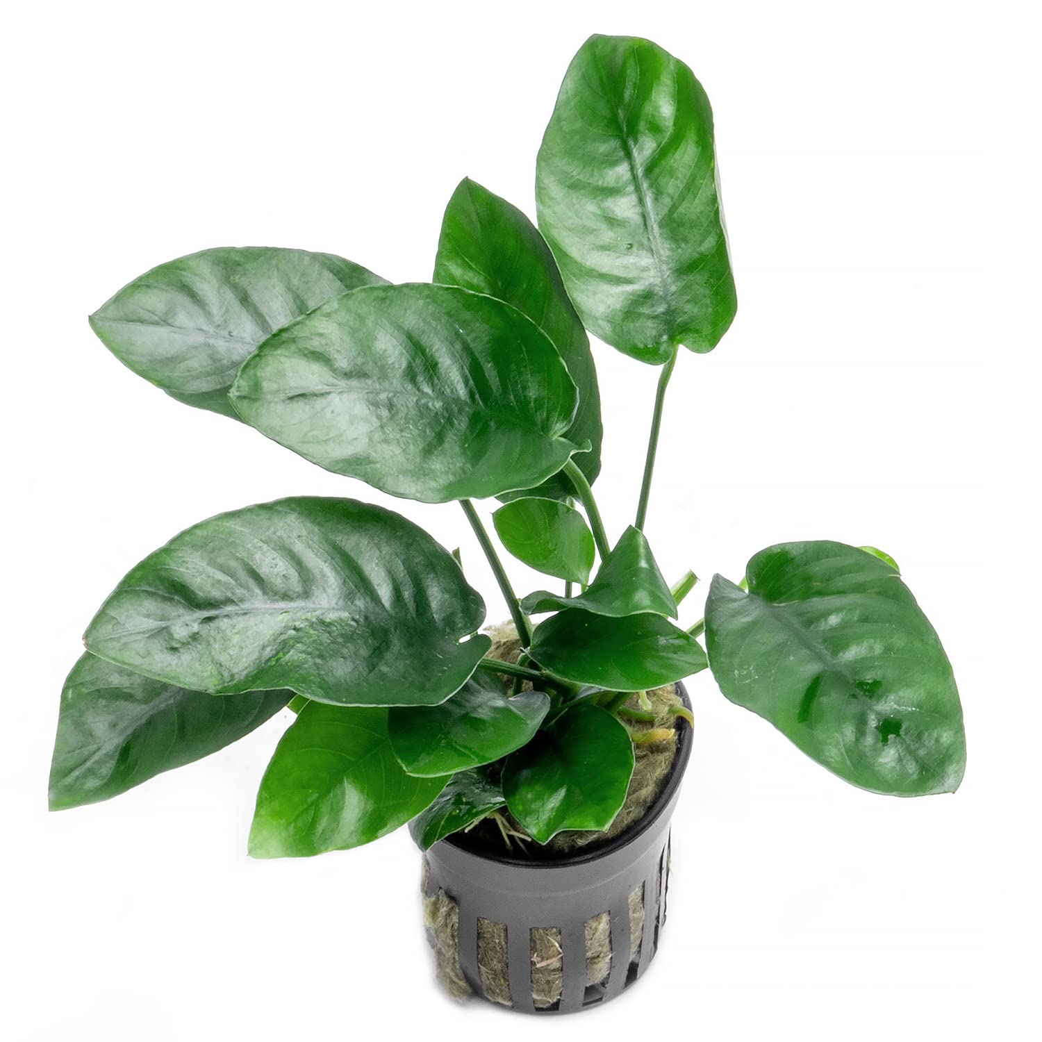 Anubias Nana Live Aquarium Plants - 3 Potted Freshwater Plants for Fish Tanks, Aquascaping, Terrariums - Low Light & Beginner Friendly Aquatic Plants (Perfect for Betta Tanks, Shrimp Tanks & Tropical Aquariums)
