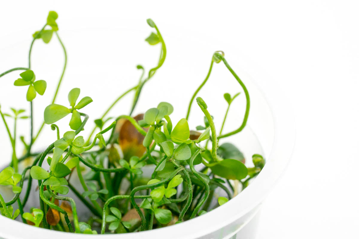 Marsilea Angustifolia Aquatic Plant for Aquarium | Live Freshwater Carpet Plant for Fish Tank Decoration | Perfect for Aquascaping and Shrimp Tanks