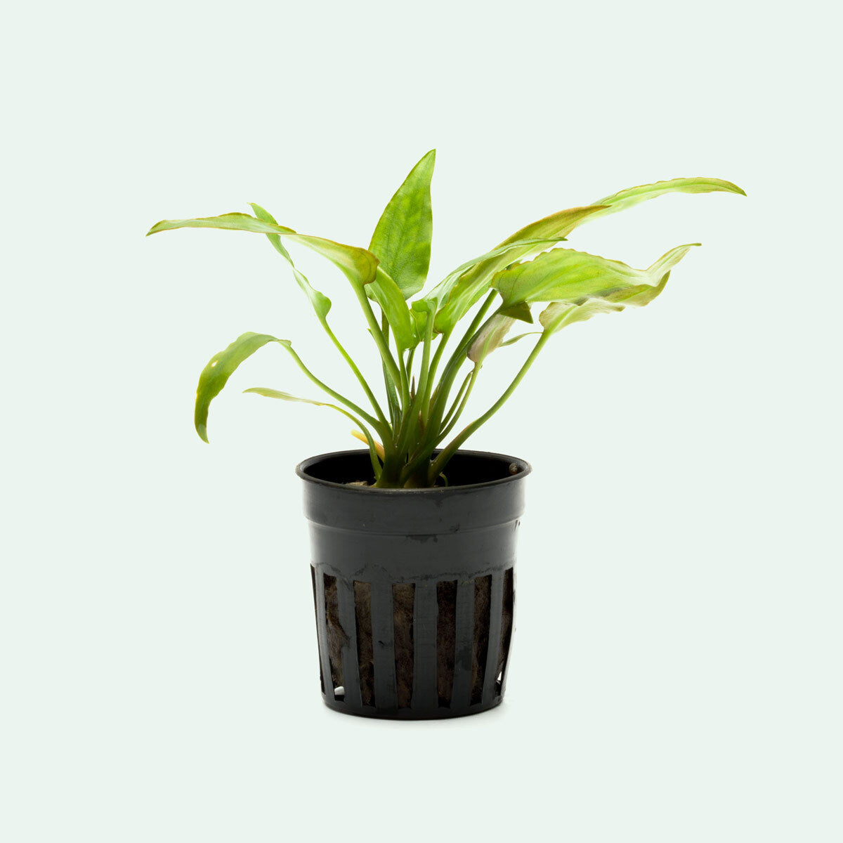Cryptocoryne Pontederiifolia Live Aquatic Plant for Aquariums - Easy Care Freshwater Plant for Fish Tanks, Ponds & Aquascaping (Perfect for Beginners & Low-Tech Setups)