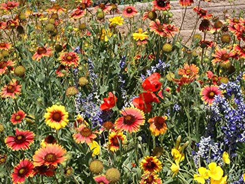 Dry Area Wildflower Mix Seeds - 75,000 Seeds, 1/4 LB - Drought-Tolerant Native Flowers for Arid Landscapes & Xeriscaping