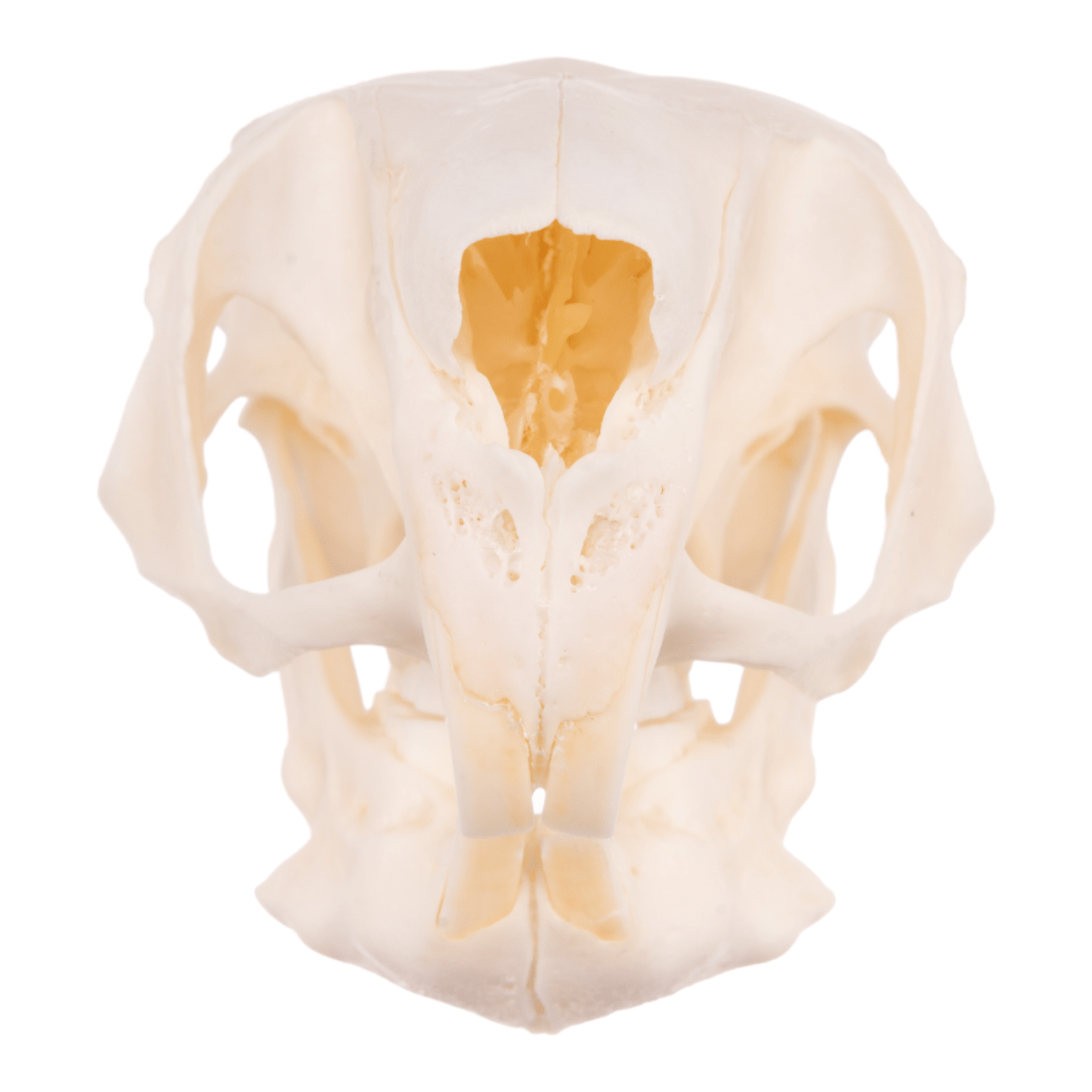 Real Springhare Skull - Authentic Animal Skull for Collectors, Home Decor & Gothic Display - Perfect for Halloween, Taxidermy & Oddity Collections