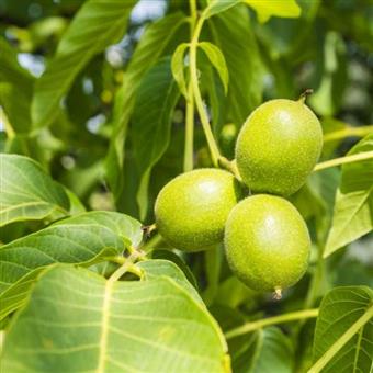 Organic Raw Walnuts - Premium Natural Unsalted Shelled Walnut Kernels for Baking, Snacking & Healthy Recipes | High in Omega-3 & Antioxidants | Perfect for Salads, Granola & Desserts