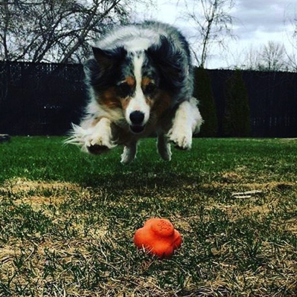 SodaPup Crazy Bounce - Durable Natural Rubber Dog Ball Toy & Chew Toy for Large & Small Dogs | Non-Toxic & Pet-Safe | USA Made | Perfect for Fetch, Training, Teeth Cleaning & Anxiety Relief | Great for Backyard Play & Interactive Bonding Time