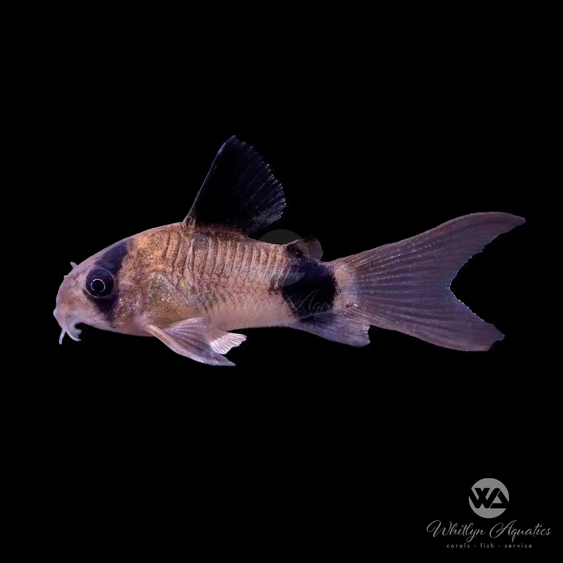 Longfin Panda Cory Catfish (Corydoras panda) - Tropical Freshwater Aquarium Fish for Community Tanks