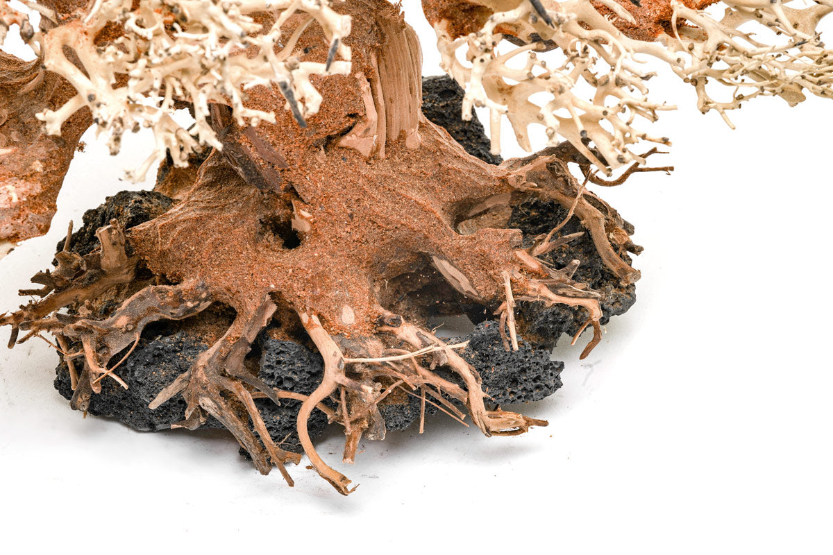 Premium Bonsai Tree Kit - Complete Starter Set for Indoor & Outdoor Gardening - Perfect for Home Decor, Office Zen Spaces & Gift Ideas