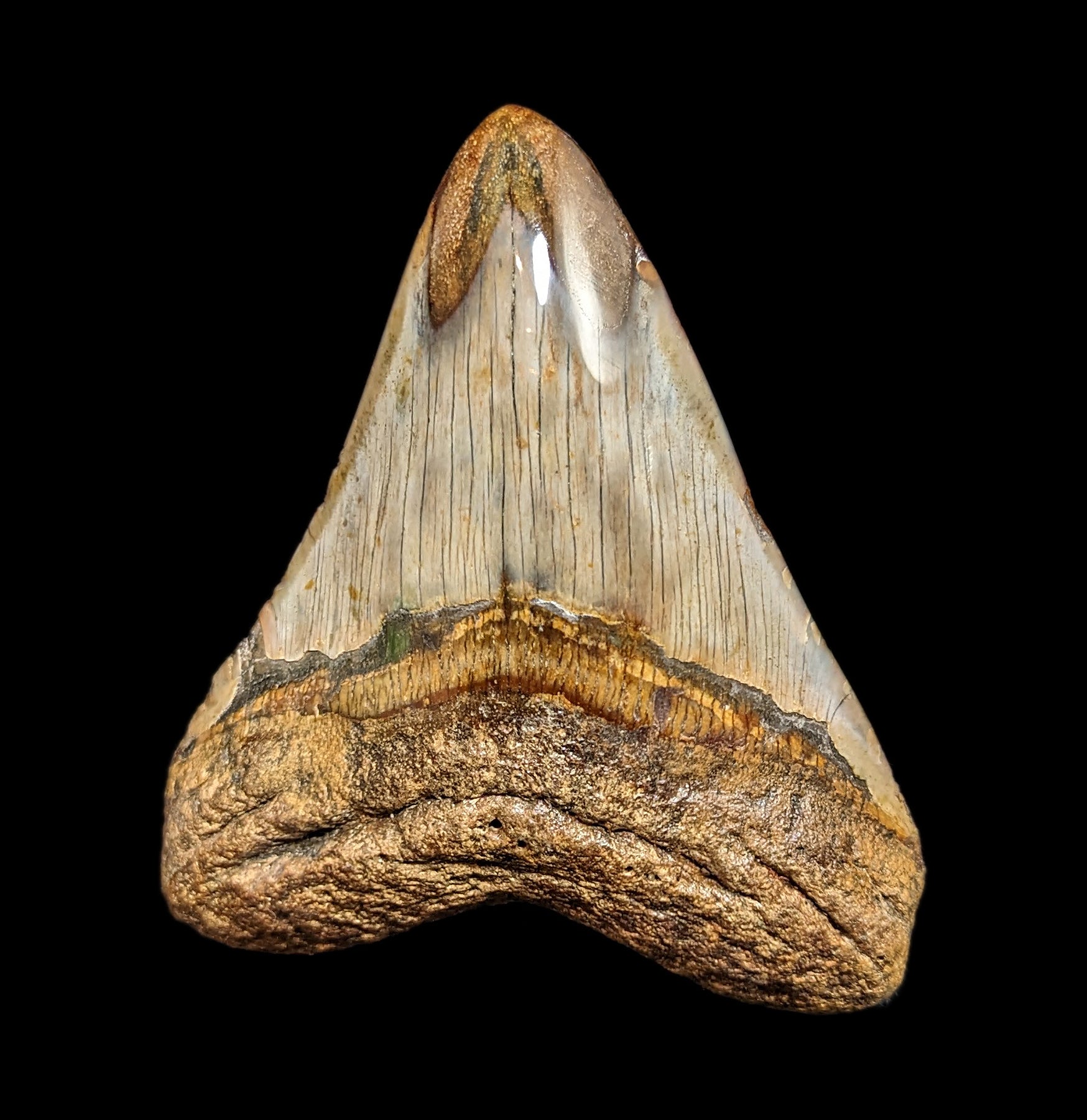Authentic Megalodon Shark Tooth Fossil - Large Prehistoric Collector's Specimen #39 - Perfect for Science Education, Home Decor & Fossil Collections