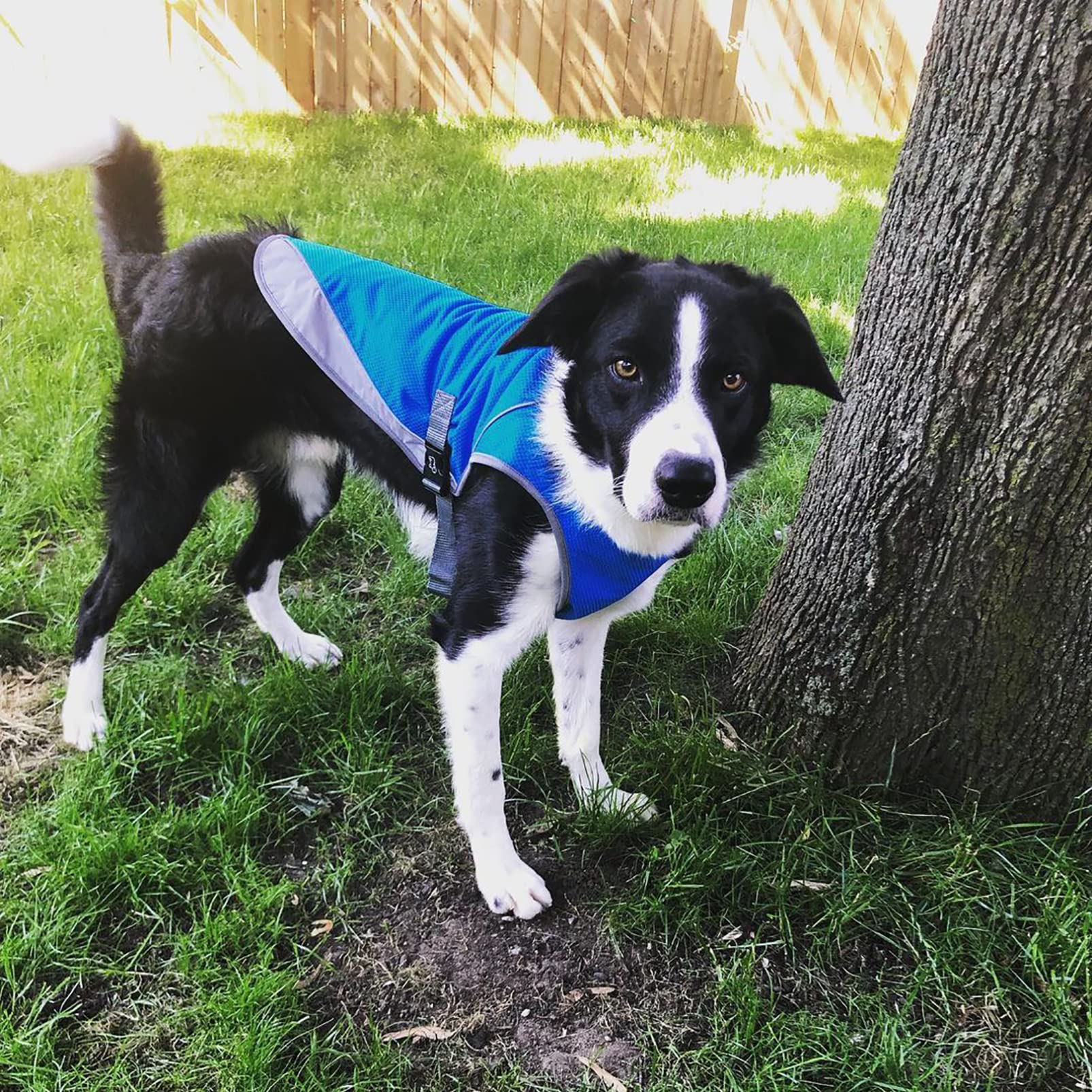 Adjustable Dog Cooling Vest with Reflective Strip - Breathable Sun Protection Jacket for Dogs | Anxiety Relief & Heat Relief | Perfect for Summer Walks, Hiking & Outdoor Adventures