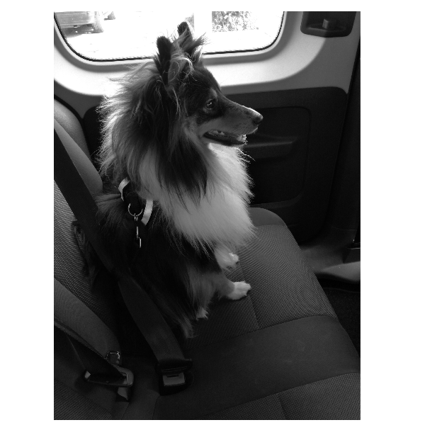 Secura Safety Car Harness for Dogs - Crash Tested Pet Seat Belt for Cars - Secure Travel for Small, Medium & Large Breeds - Perfect for Road Trips & Vet Visits
