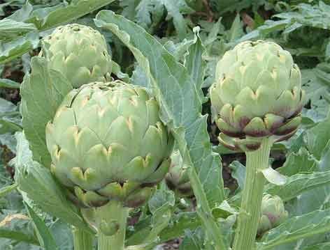 Artichoke Green Globe Heirloom Seeds - 1/4 Lb Bulk Pack by Seed Kingdom | Non-GMO Vegetable Seeds for Home Gardening, Organic Farming & Culinary Use