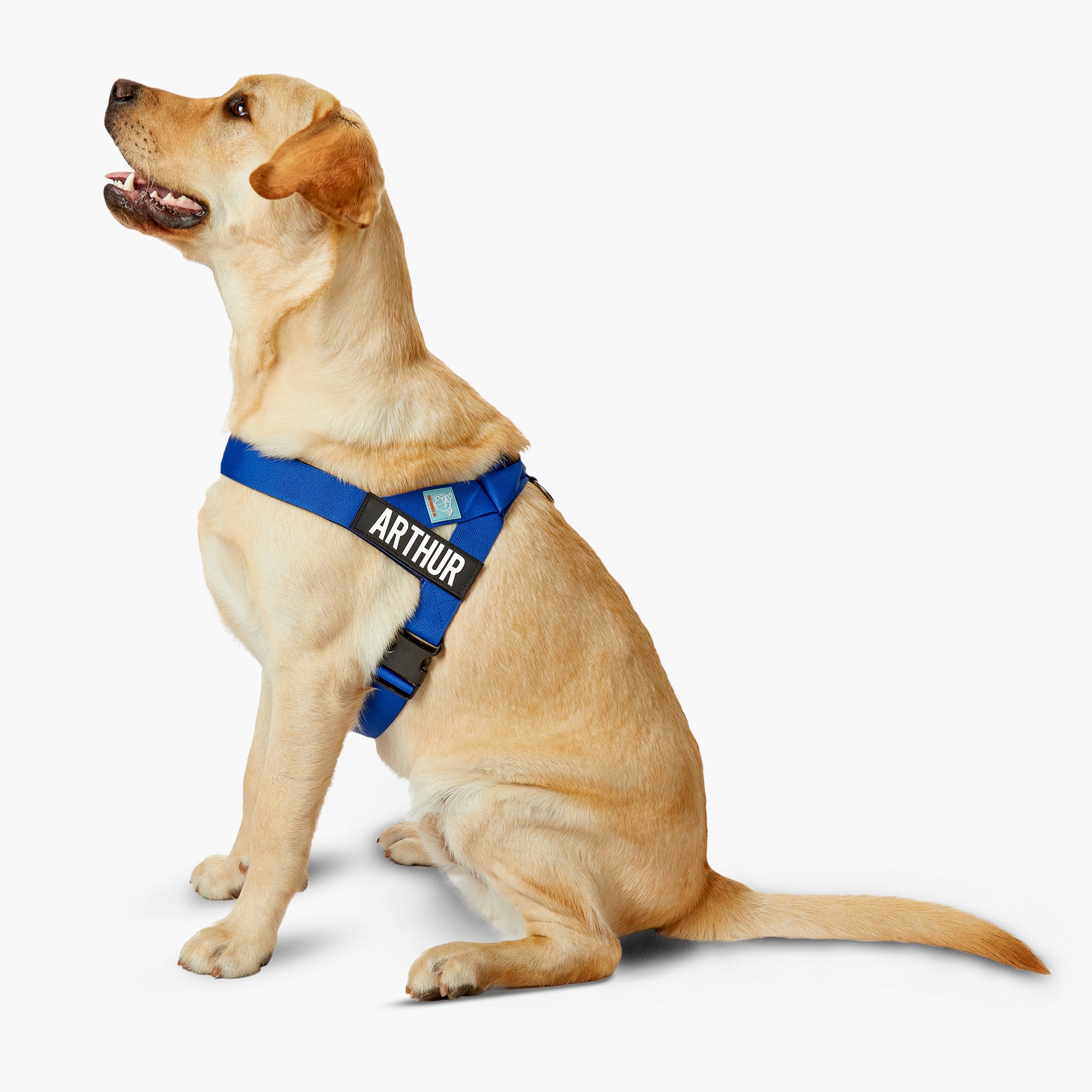 Dog Friendly Co. Classic Blue Dog Harness - Adjustable & Reflective for Small to Large Dogs - Perfect for Walking, Hiking & Outdoor Adventures