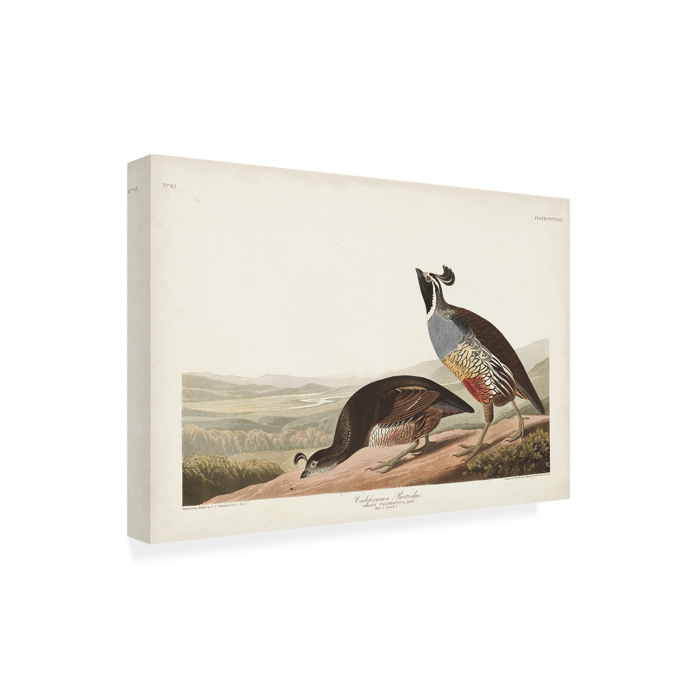 John James Audubon 'Californian Partridge' Canvas Wall Art Print - 30x47 Inches - Premium Wildlife Bird Painting for Home & Office Decor