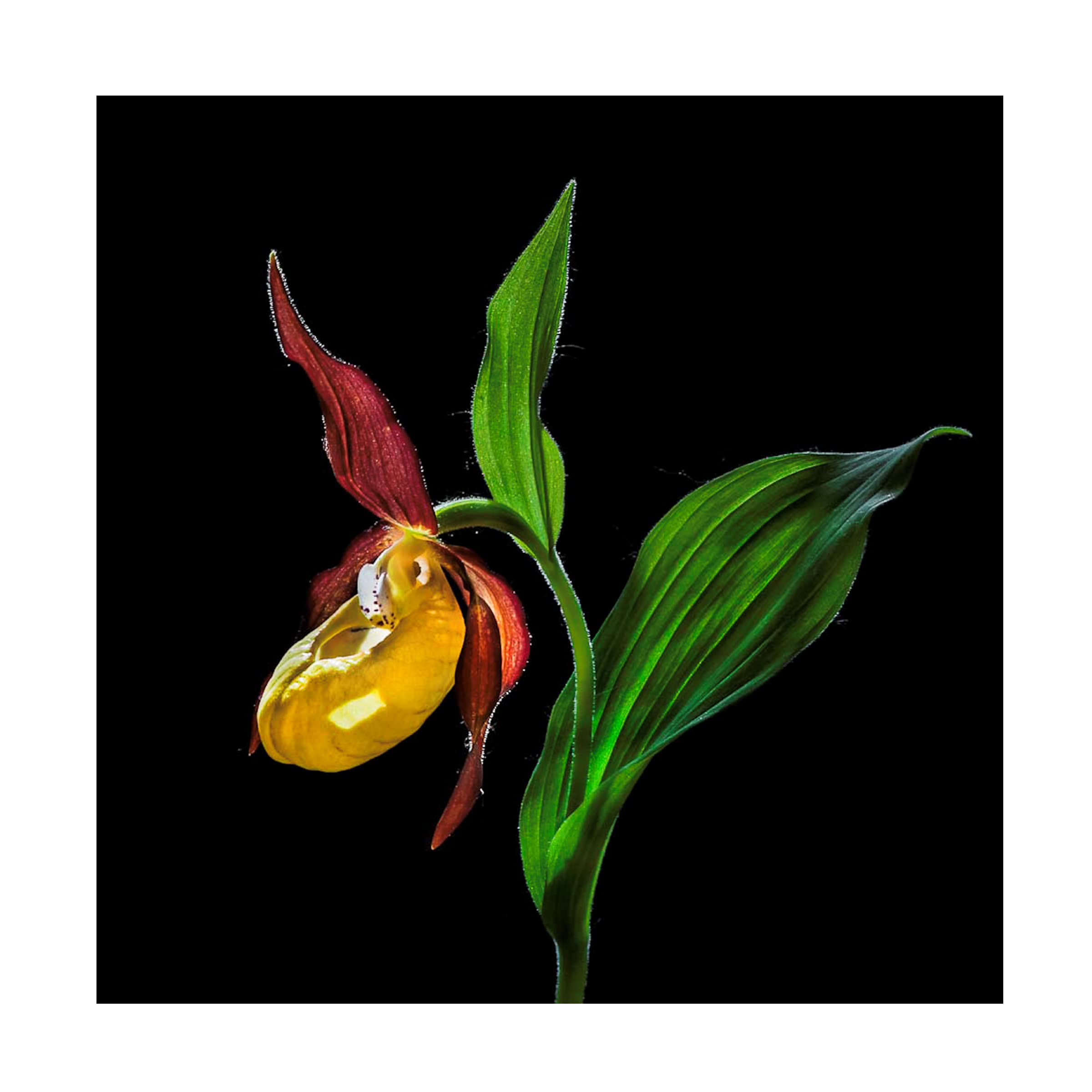 Trademark Fine Art 'The Lady's Slipper Orchid' Canvas Wall Art by Nora De Angelli - Elegant Floral Painting for Living Room, Bedroom & Office Decor