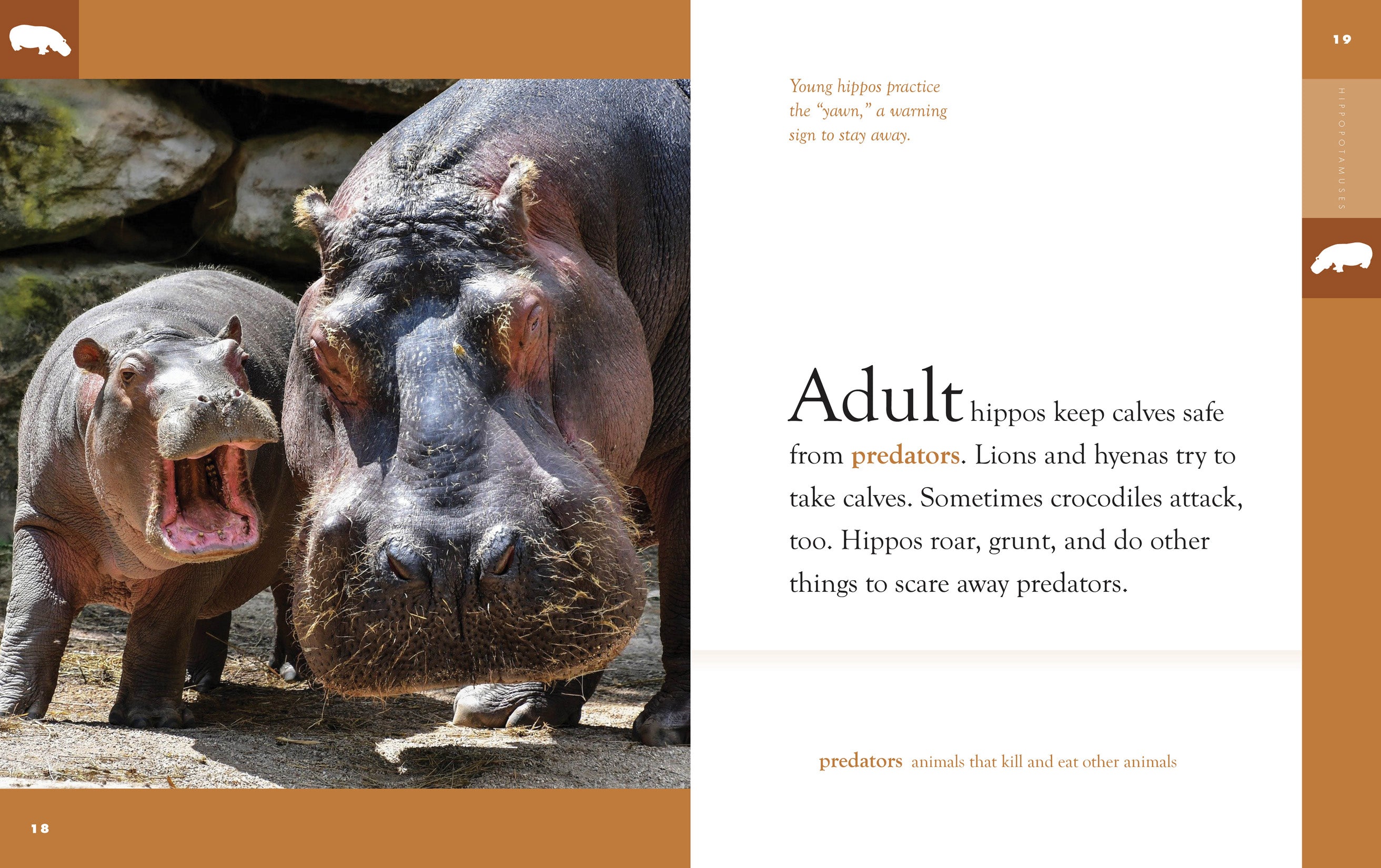 Hippopotamuses Book - 9781640265135 | Wildlife Animal Encyclopedia for Kids & Adults | Perfect for School Projects & Nature Lovers