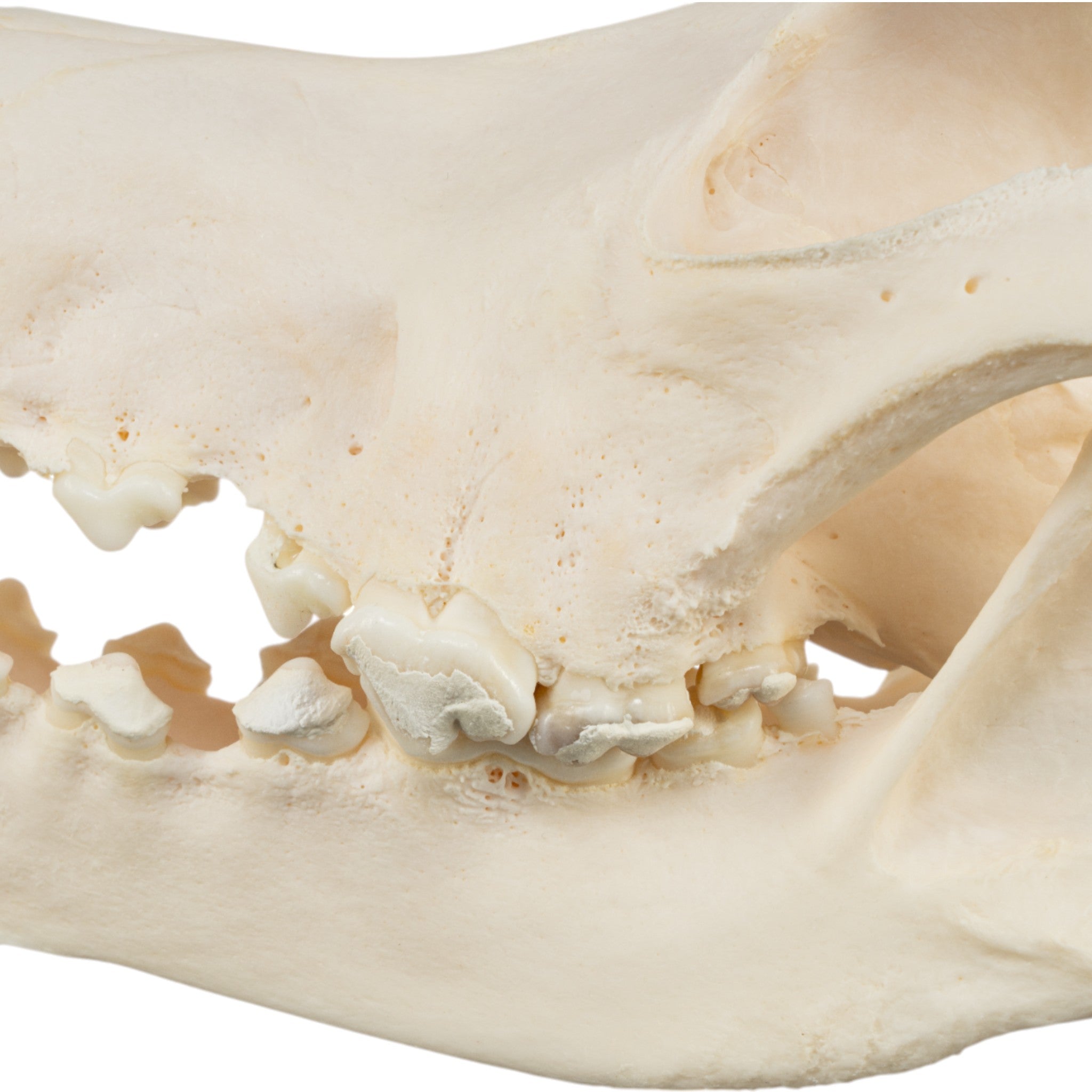 Authentic Bloodhound Dog Skull Replica - Realistic Canine Anatomy Model for Veterinary Study, Halloween Decor & Educational Display