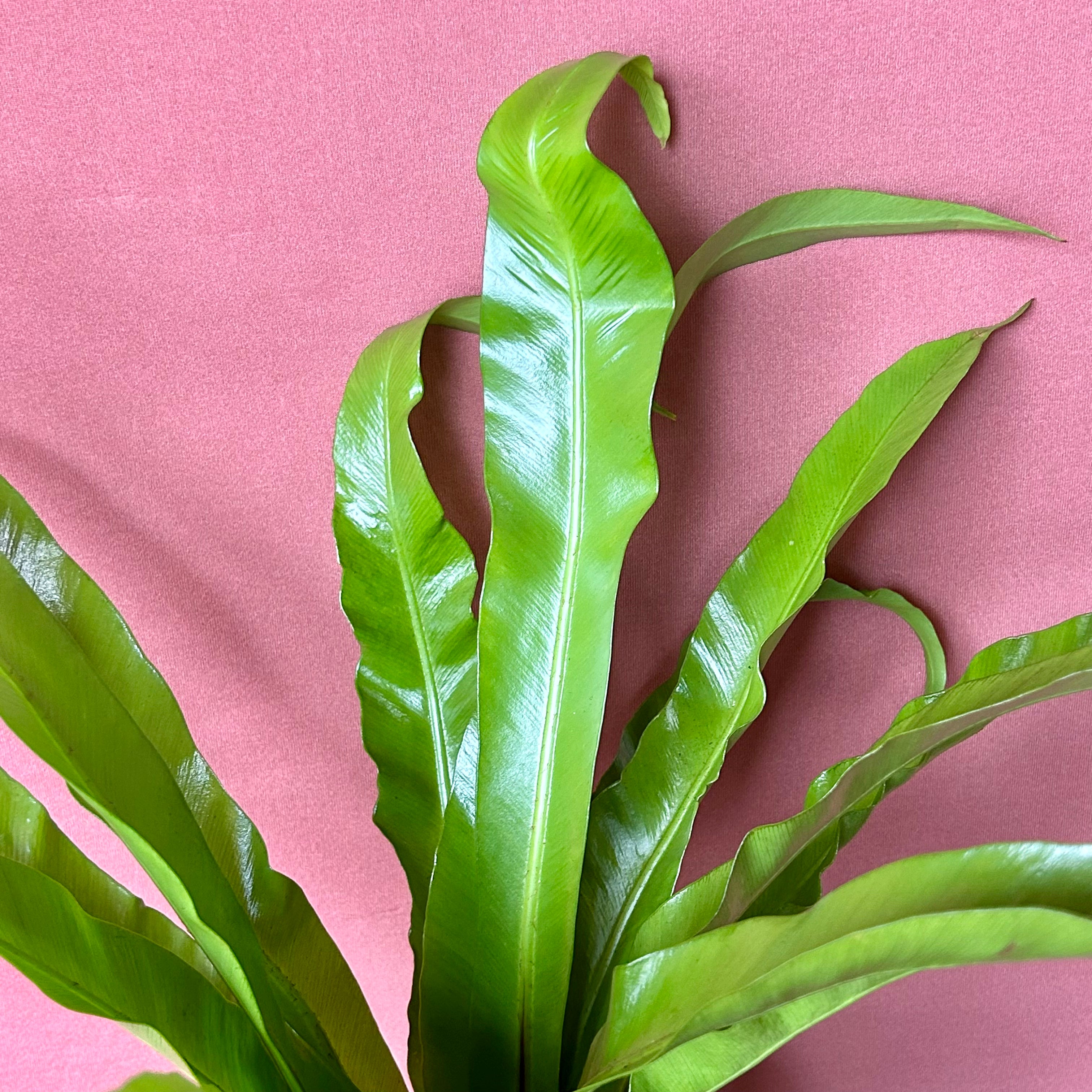 Birds Nest Fern Medium - Live Houseplant for Home & Office Decor - Perfect for Indoor Greenery and Air Purification