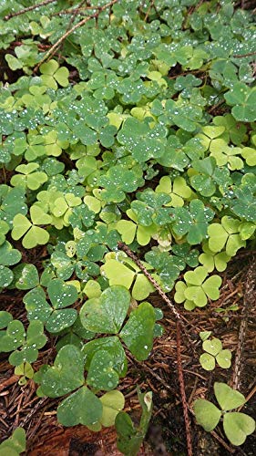 Vibrant Shamrock Green Nature Laminated Poster - 20x30 Inch Home Decor with Bright Colors & Vivid Imagery - Perfect for Living Room, Bedroom, or Office Wall Art - Fits Standard Frames