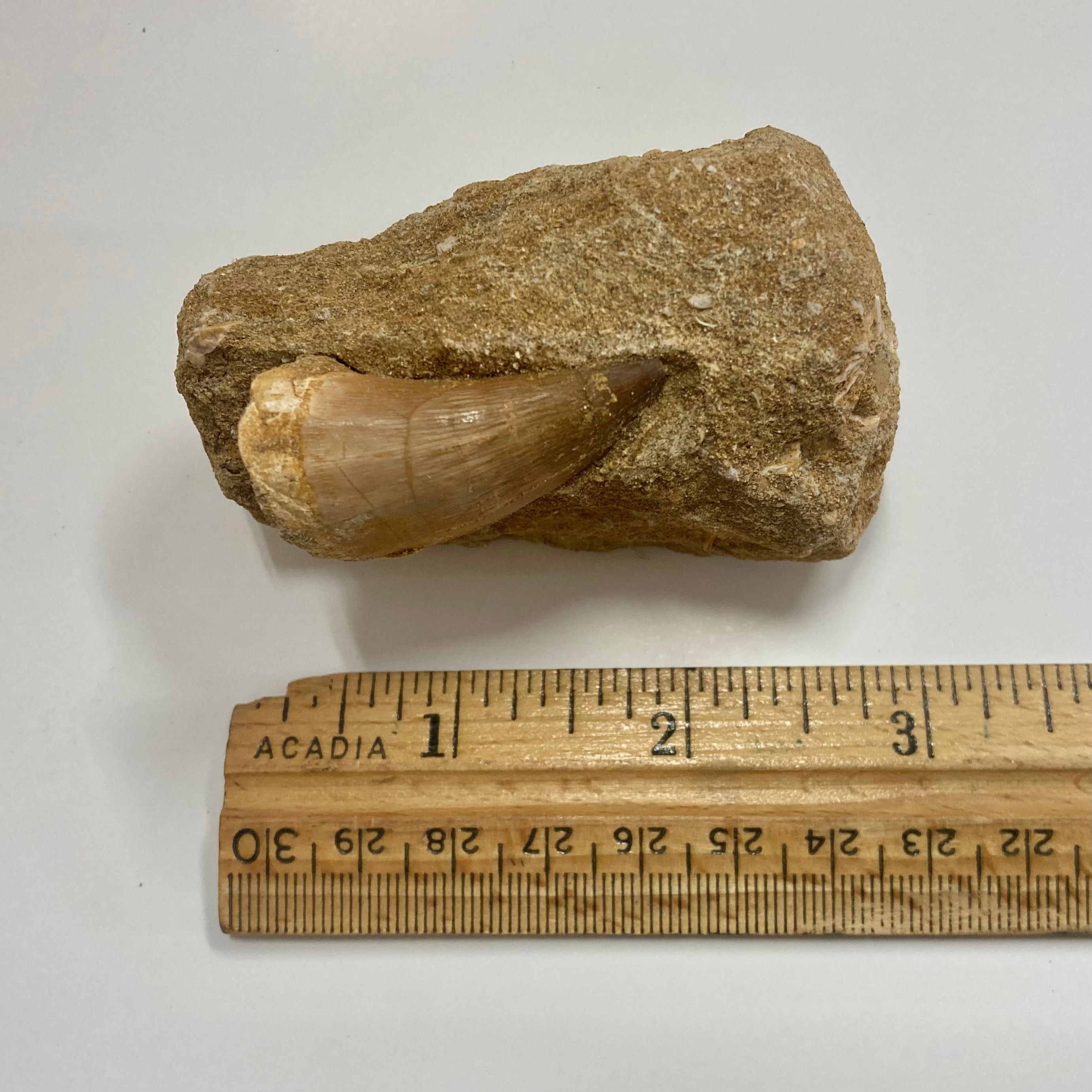 Authentic Mosasaur Tooth Replica - Realistic Dinosaur Fossil Copy for Collectors, Education & Home Decor | Perfect for Science Enthusiasts & Paleontology Displays