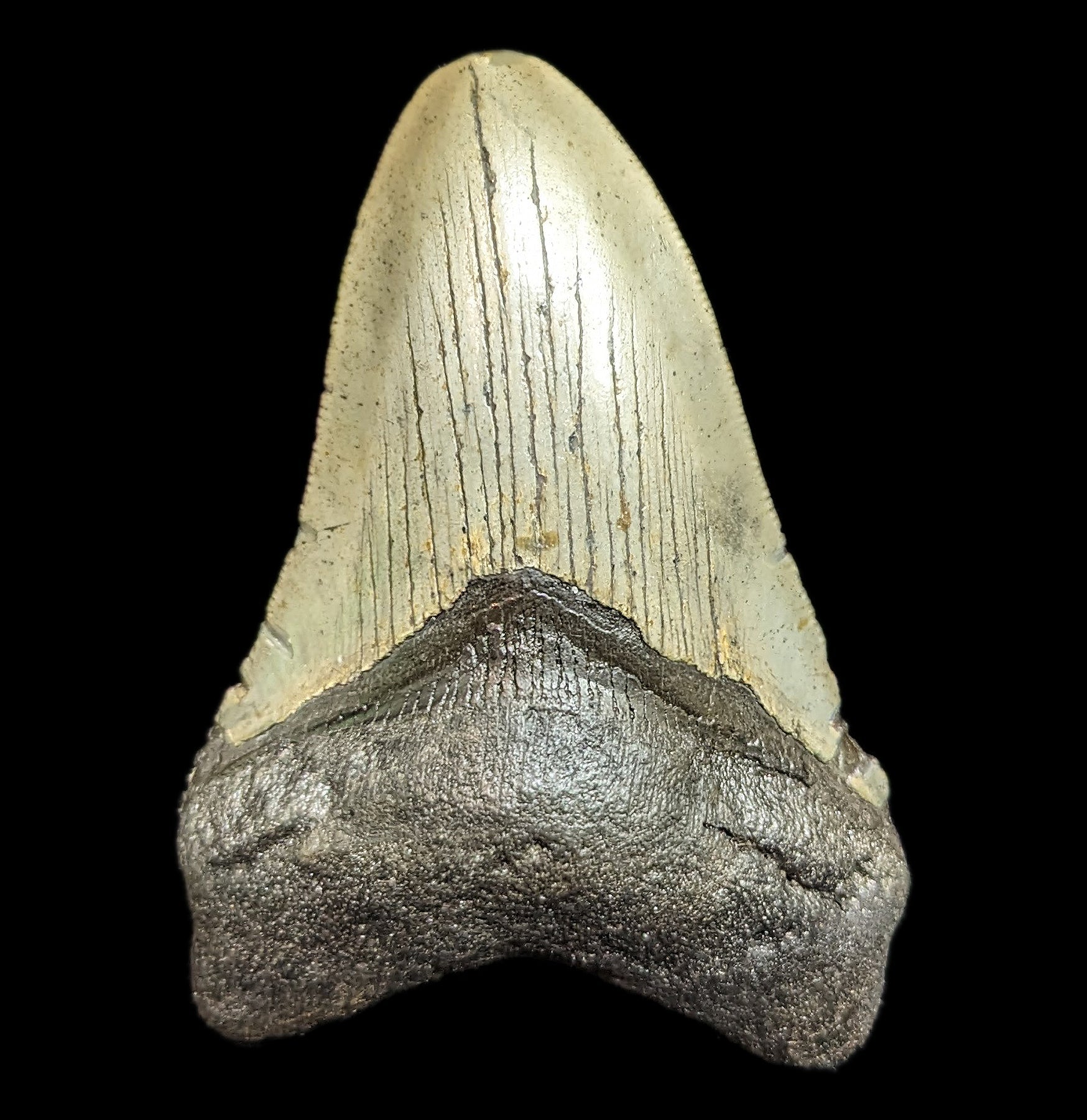 Authentic Megalodon Shark Tooth Fossil #46 - Collectible Prehistoric Specimen for Display, Education & Gifts