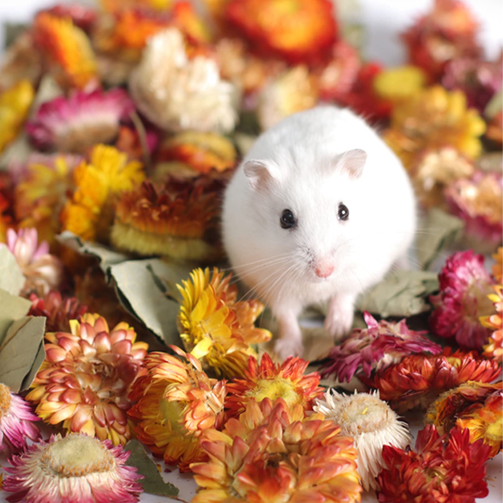 PINVNBY 7OZ Natural Flower Hamster Bedding - Soft & Safe Small Pet Bedding for Hamsters, Gerbils, Mice, Lemmings & Degus | Perfect for Cage Lining & Nesting Material