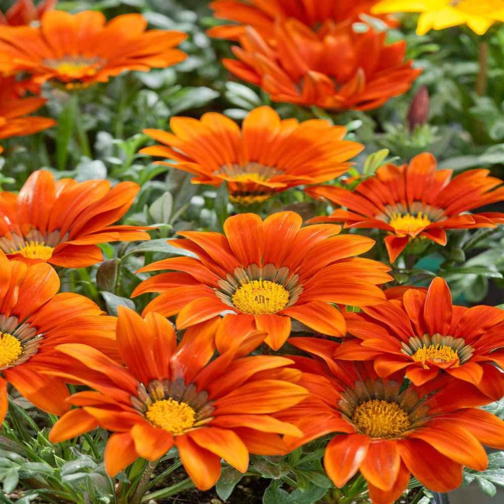 Outsidepride 50 Seeds Perennial Gazania Bronze - Heat & Drought Tolerant Ground Cover Flower Seeds for Planting - Perfect for Rock Gardens, Borders & Xeriscaping Landscapes