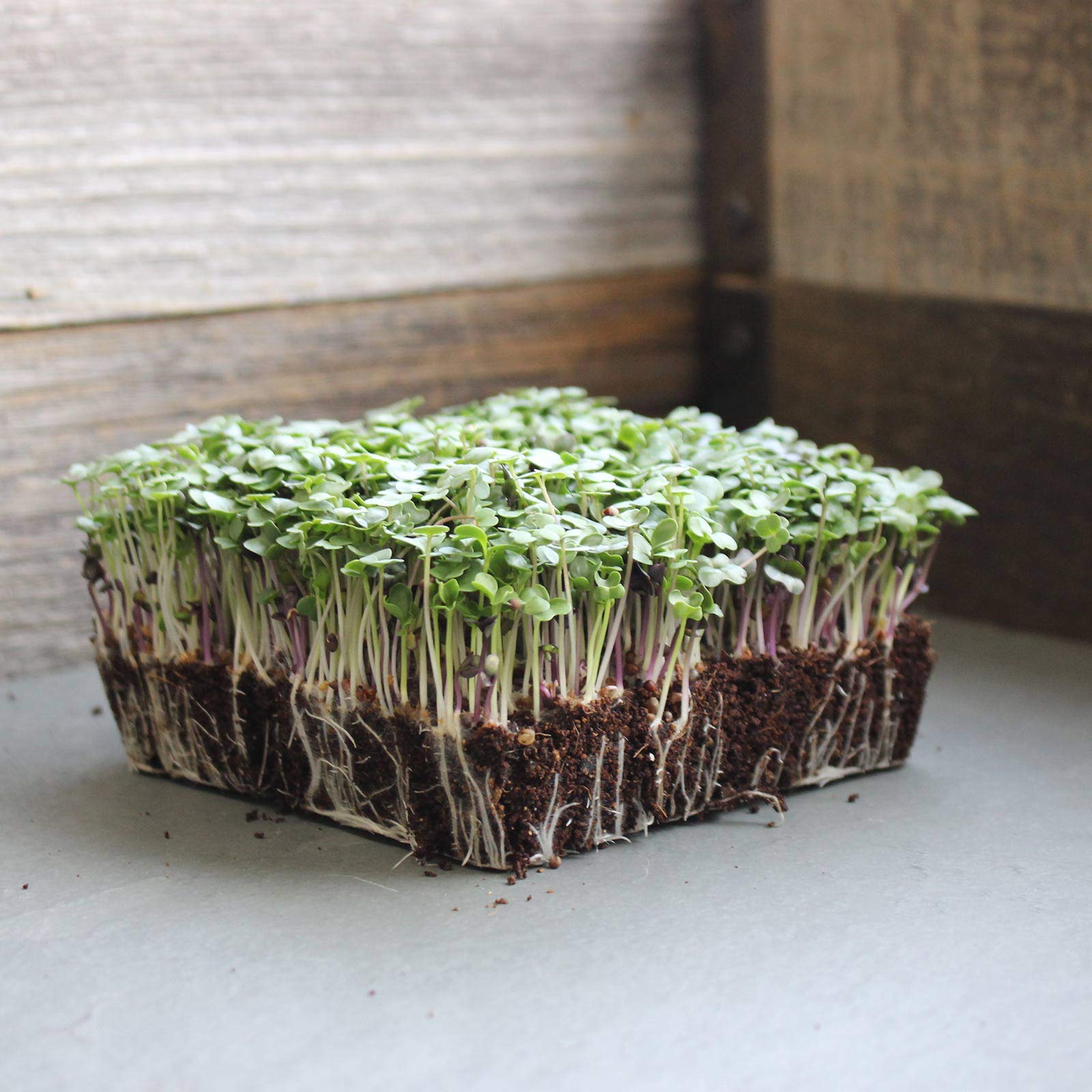 Organic Basic Salad Mix Microgreens Seeds - 25 Lb Resealable Bulk Bag for Indoor Gardening, Hydroponics & Homegrown Microgreens | Perfect for Salads, Smoothies & Healthy Eating