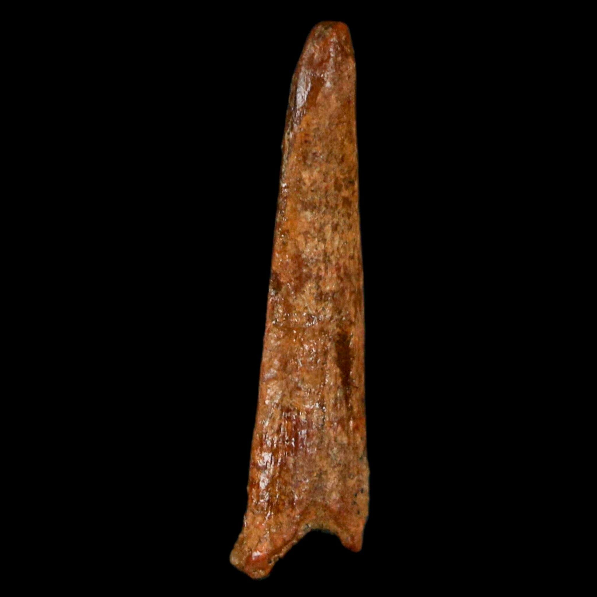 Authentic Pterosaur Coloborhynchus Fossil Tooth - Upper Cretaceous Era - Morocco - Includes COA - Perfect for Paleontology Collections & Dinosaur Enthusiasts - Great Display Piece for Museums, Classrooms, or Home Decor