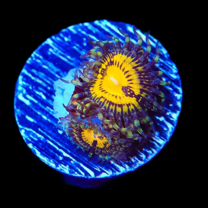 Premium Zoanthids Coral for Saltwater Aquariums - Vibrant Colors & Easy Care - Perfect for Reef Tanks & Marine Displays
