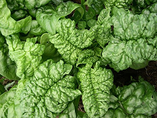 Organic Bulk Spinach Seeds (5 Lb) - Non-GMO, Heirloom, High Germination Rate for Home Gardening, Farming & Hydroponics - Perfect for Salads, Smoothies & Healthy Eating