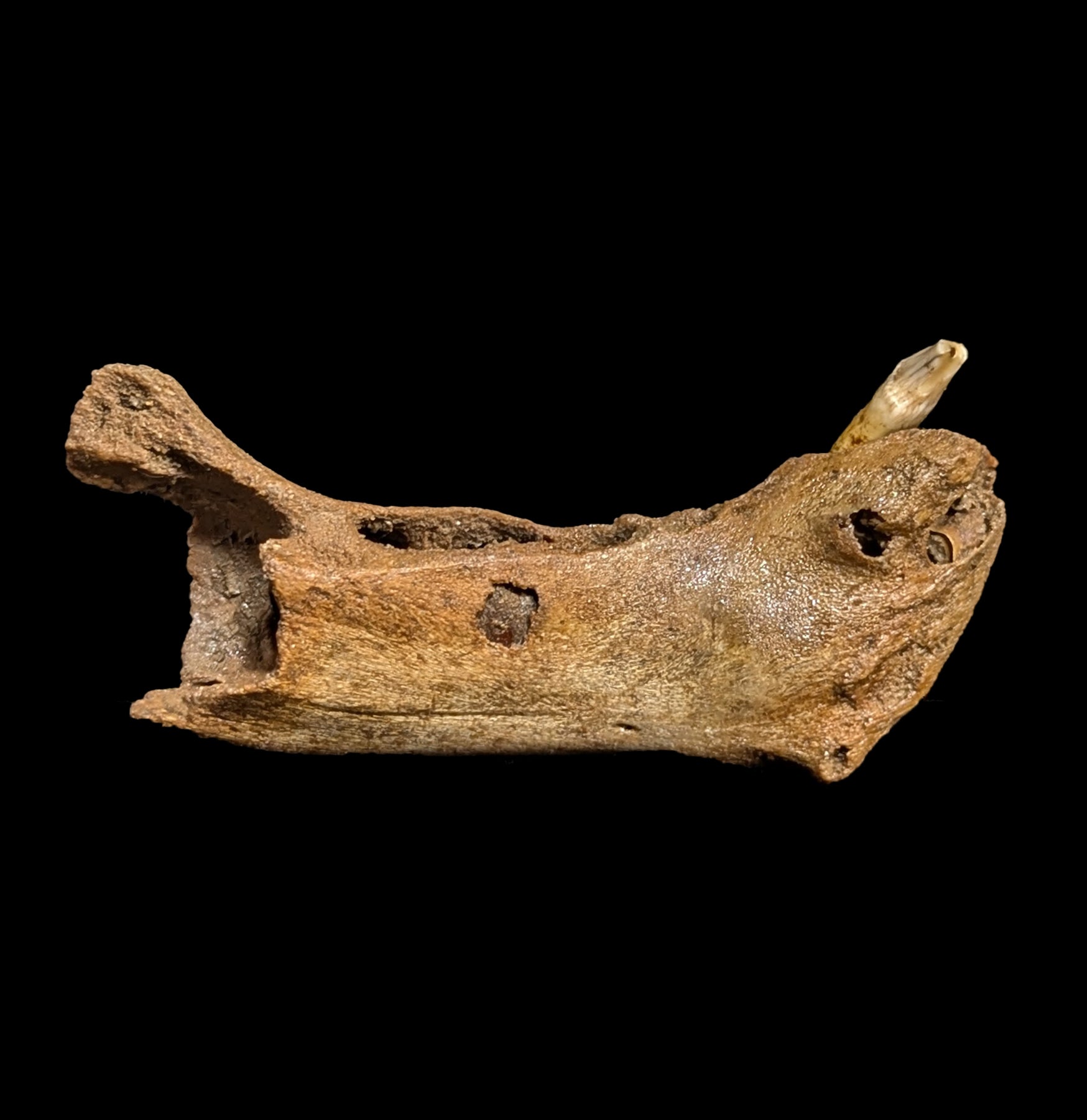 Authentic Embro Cave Bear Jaw Fossil - Prehistoric Collectible for Home Decor, Museum Display & Educational Use