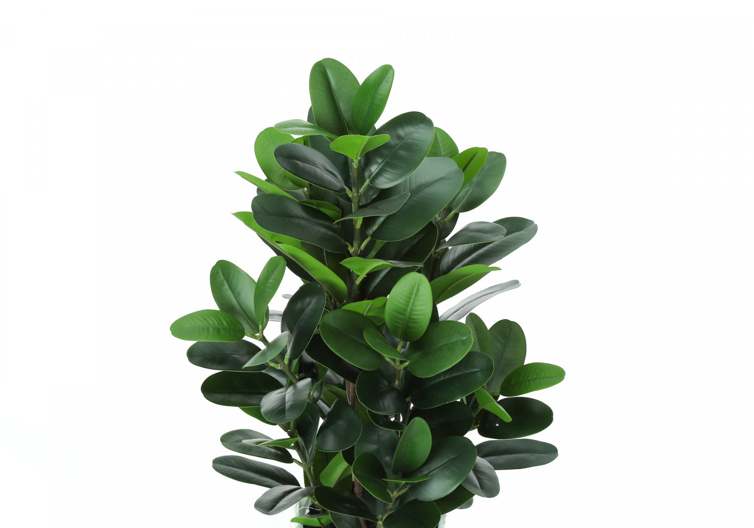 31 Garcinia Tree in 7 Marble-Look Pot - Green Indoor Plant for Home Decor, Office, or Gift
