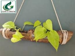 Hanging Bamboo Planters with Adjustable Rope - Natural Bamboo Stand & Pot for Indoor Plants - Perfect for Home Decor, Balcony, and Garden - Pack of 1