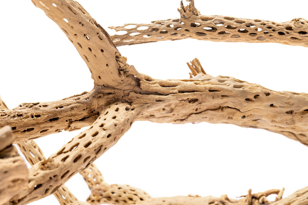 Natural Cholla Driftwood Tree for Aquarium Decor - Unique Cactus Wood for Reptile Habitats, Fish Tanks & Terrarium Landscaping - Perfect for DIY Home Decor and Pet Enclosures