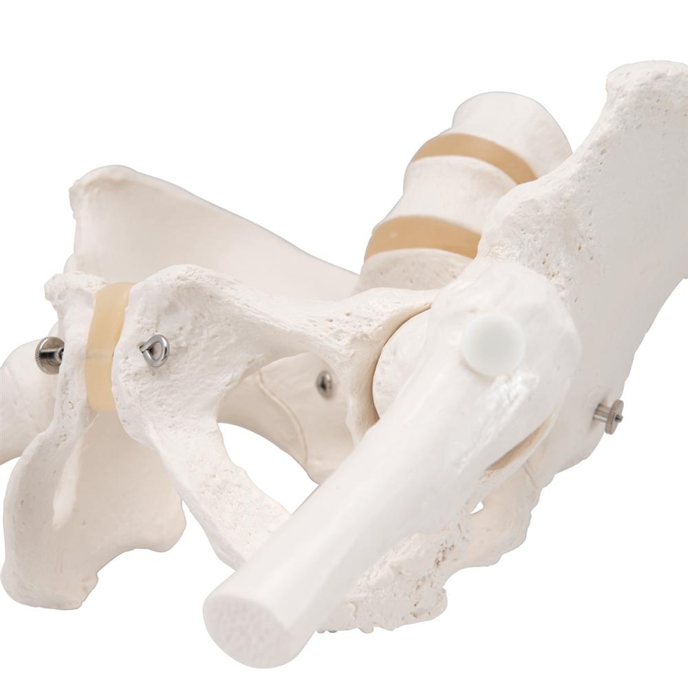 Female Pelvic Skeleton Model with Movable Femur Heads - Anatomical Study Tool for Medical Students, Doctors & Physical Therapists - Perfect for Classroom, Clinic & Patient Education