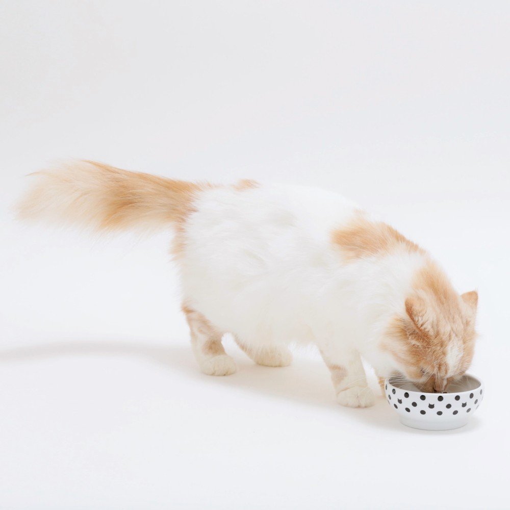 Necoichi Ceramic Cat Bowls for Indoor Cats - Whisker-Friendly Anti-Spill Cat Food & Water Bowl Set, Cute Dots Design Pet Dishes for Kittens & Small Pets - Perfect for Stress-Free Feeding at Home