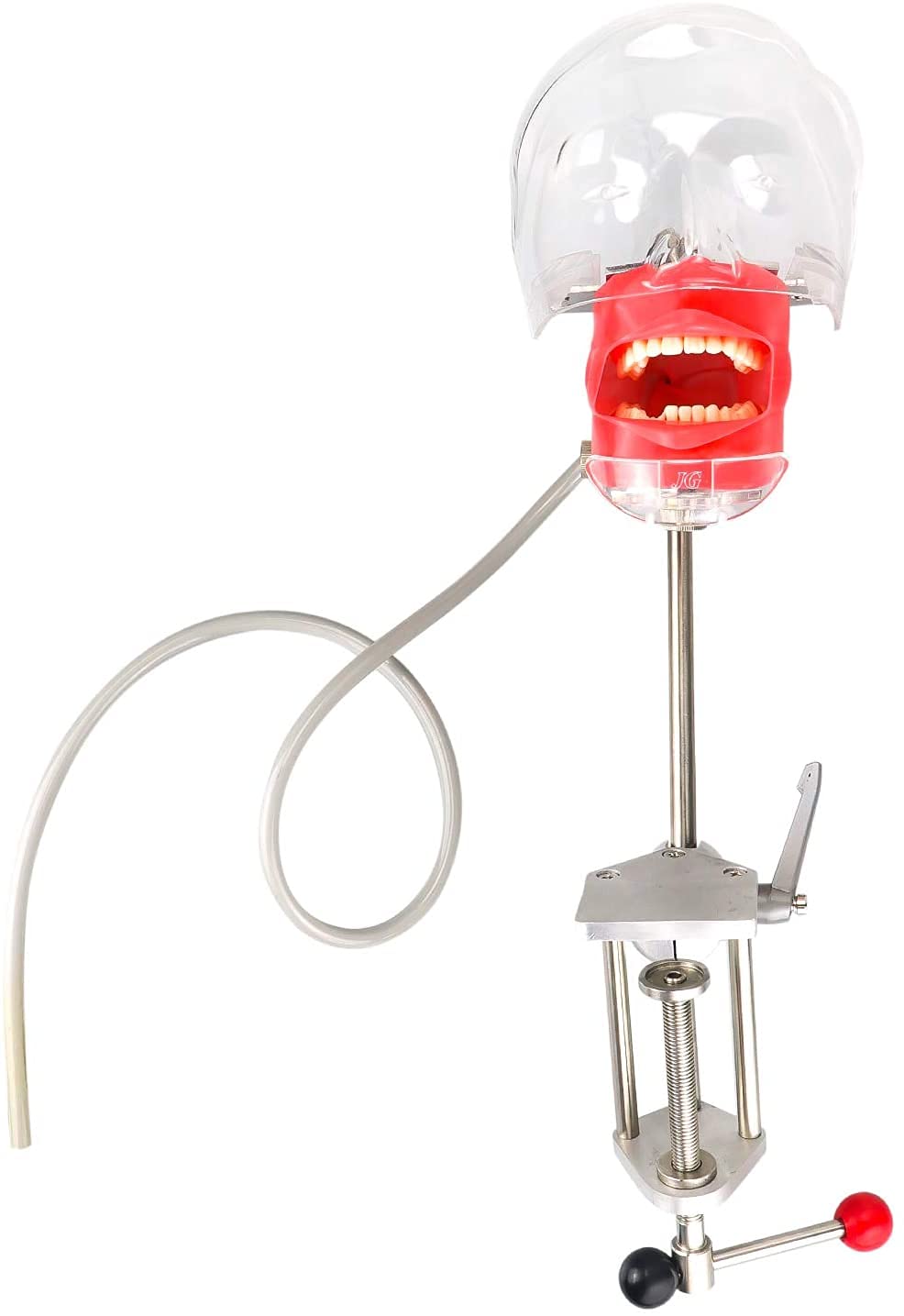 Dental Simulator Manikin Phantom Head - Plastic Educational Teeth Model with Bench Mount for Dental Training & Practice | Perfect for Dental Schools, Clinics & Lab Demonstrations