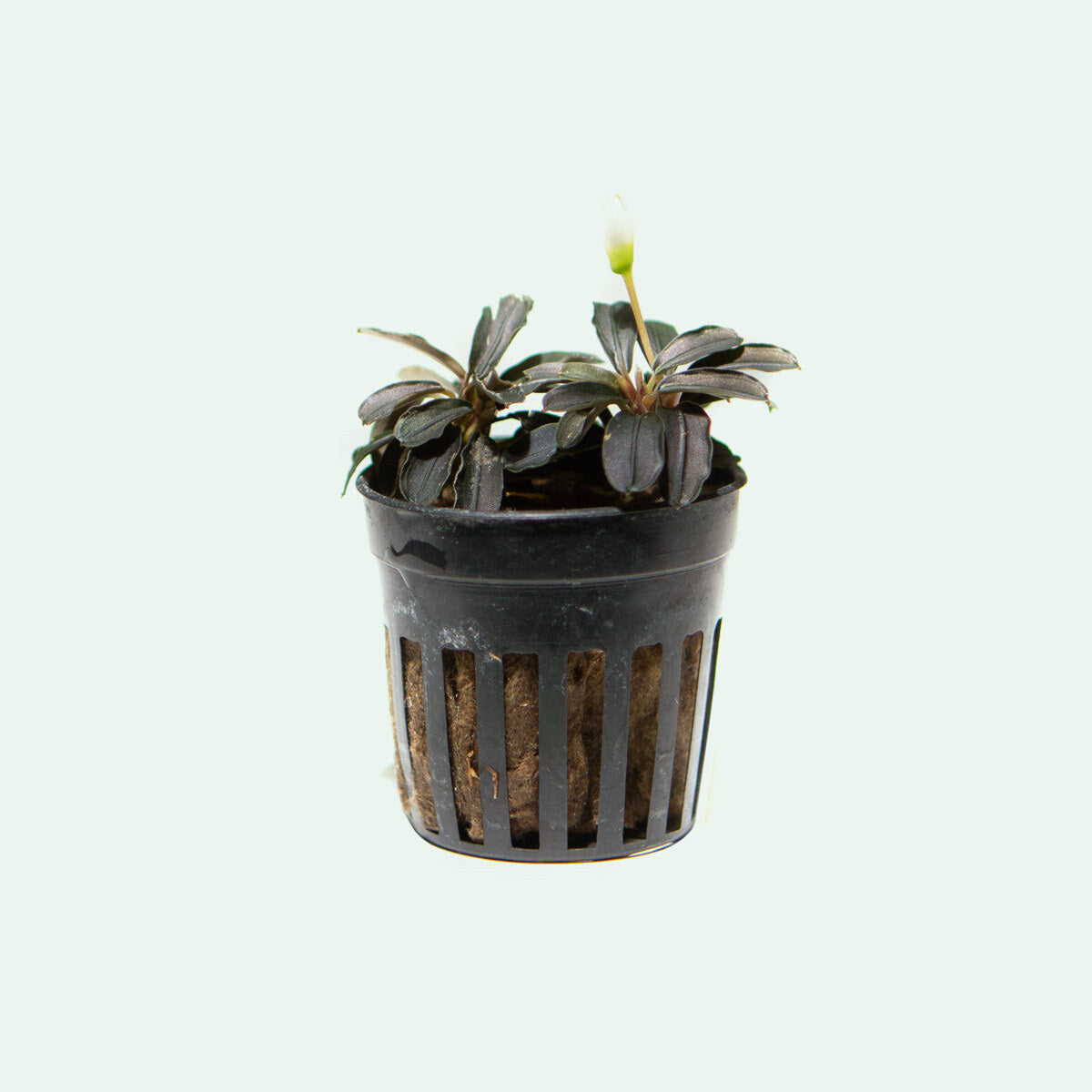 Bucephalandra Kedagang Round Mini Aquatic Plant for Freshwater Aquariums - Perfect for Aquascaping, Nano Tanks, and Shrimp Tanks